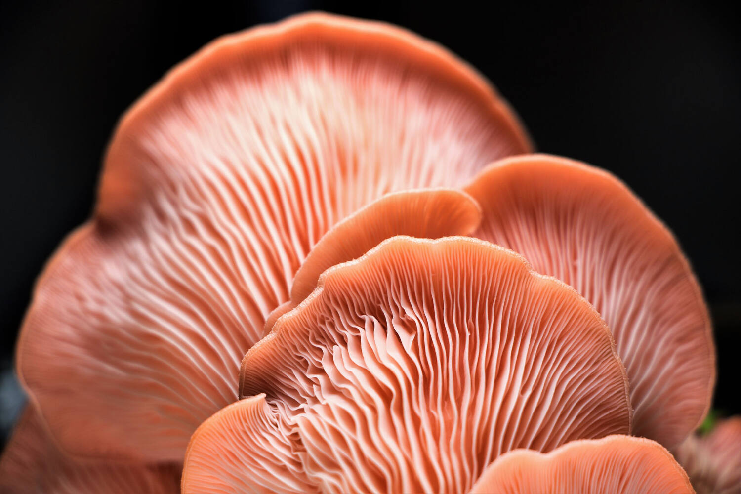 Roze Oesterzwam kist 1 kilogram